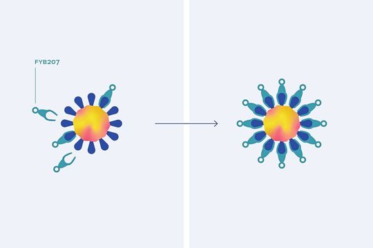 Das SARS-CoV-2-Virus nutzt ein Protein an der Oberfläche menschlicher Zellen als Eintrittspforte, das so genannte Angiotensin-converting enzyme 2 (ACE2). Das Fusionsprotein FYB enthält den Teil des ACE2-Proteins, den das Virus zum Andocken braucht sowie einen Teil des menschlichen Immunglobulins IgG4. Indem es die Spike-Proteine des Virus blockiert, unterbindet FYB im Zellkulturversuch die Infektion zuverlässig.(Bild:  Formycon AG)
