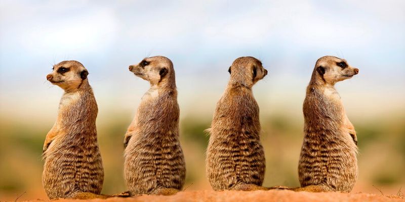 Das Erdmännchen (Suricata suricatta) ist eine Säugetierart aus der Familie der Mangusten. (Symbolbild)(Bild: ©  slowmotiongli - stock.adobe.com)