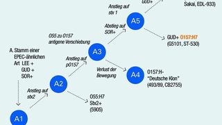 Abb. 1: Evolutionäres Verhältnis zwischen den E. coli-Stämmen O55:H7 und O157:H7. Das Diagramm wurde auf Basis biochemischer und physikalischer Eigenschaften erstellt. (Archiv: Vogel Business Media)