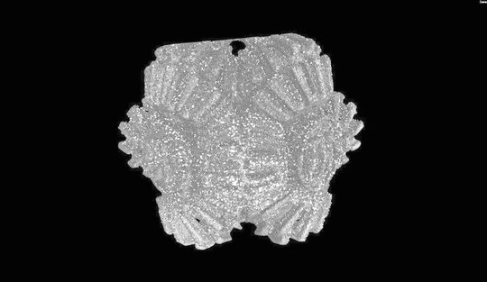 Das SKZ untersucht mithilfe der S1 auch die Auswirkungen verschiedener Strahlmittel auf die Oberflächenqualität. Dieses Bild zeigt ein Brain Gear, das mit Glasperlen gestrahlt wurde. Es zeigen sich deutlich Einschlüsse und eine unebenere Oberfläche.(Bild:  SKZ)
