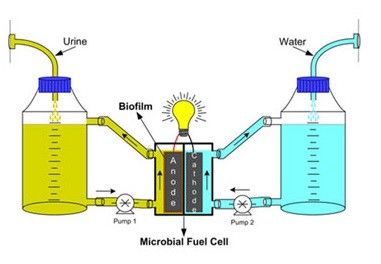 Die Urin-betriebene Brennstoffzelle basiert auf dem Prinzip, dass Bakterien die organischen Stoffe im Urin abbauen und dabei Elektronen abgeben. In der dargestellten Versuchanordnung bilden die Bakterien einen Biofilm, der die Anode der Brennstoffzelle umschließt.(Quelle:  RSC)