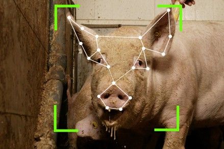 Überwachung der Gesundheit von Schweinebeständen mit KI. (Bild:  Muyuan Food.)