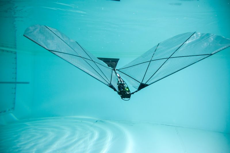 In Versuchen im Wassertank und im Genfersee identifizierten die Ingenieure Kombinationen aus Flügelgröße, Schlagfrequenz und Heckwinkel, die einen nahtlosen Übergang vom Schwimmen unter Wasser über das Durchbrechen der Oberfläche bis hin zum Flug ermöglichen. (Bild: Raphael Zufferey and Victor Pennacino)