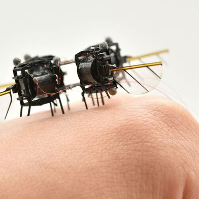 Fast and agile like a bumblebee, a new microrobot by engineers from the Massachusetts Institute of Technology (MIT). (Image:MIT)