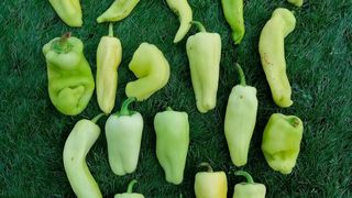 The most complete genetic map of peppers cultivated in Spain has been created by Valencia’s Polytechnic University (UPV). (Ruvid)