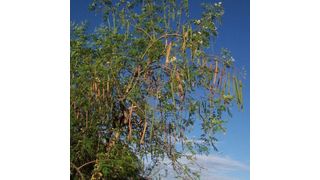 Bessere Wasserreinigung kann mit dem Saatgut der Moringa-Bäume gelingen. (Bild: ILL)