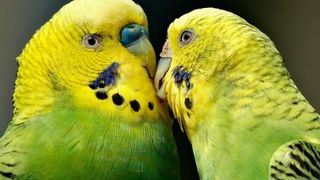 Wellensittiche stoßen im Flug nie zusammen, weil sie immer rechts ausweichen. (gemeinfrei)