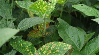 Bestandsansicht: erkrankte Sojabohnenblättern innerhalb gesunder Blätter. (Bild: A. Westphal/Julius Kühn-Institut)