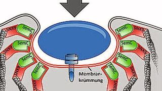 Chlamydien dringen über einen speziellen Mechanismus in Zellen ein (Ausschnitt). (HHU / Dr. Sebastian Hänsch)