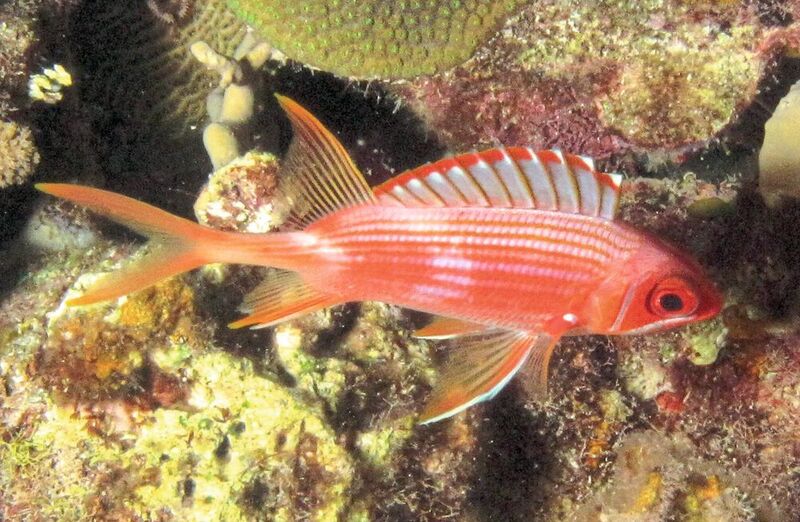 Husarenfisch, einer der vielen nachtaktiven, rifflebenden Fischarten mit besonders großen Augen (A. Dornburg)