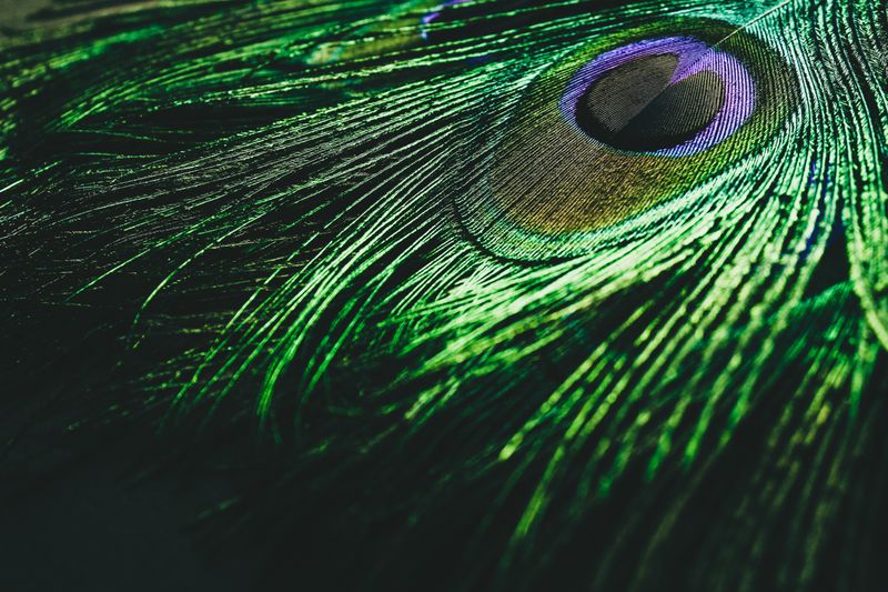 Scientists have been trying for years to replicate these "structural colors" of nature.(Source:   /  Pixabay)
