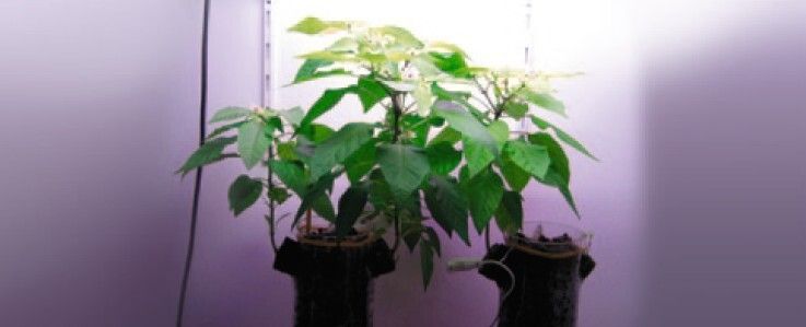 C.R.O.P.: Biofilter für geschlossene Lebenserhaltungssysteme (Bild: DLR)