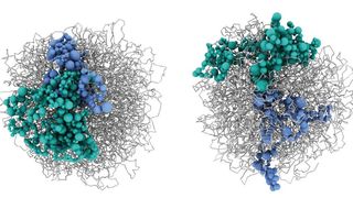 3D Modelle zeigen die Auffaltung der DNA in Nervenzellen mit SATB2 (links) und ohne SATB2 (rechts), Chromosom 4 in Blau und Chromosom 14 in Grün. (Bild: MUI/Institut für Neurowissenschaften)