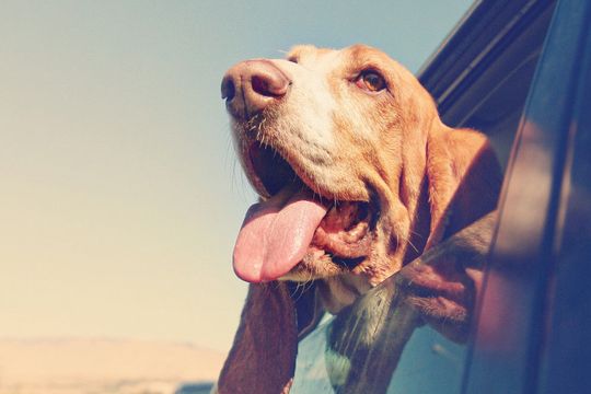 (Bild:  © annette shaff - stock.adobe.com)