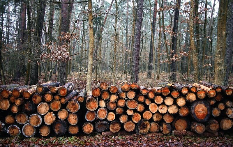 Platz 8: Abholzung   Die Rodung von Wäldern nennen 15% der Umfrageteilnehmer unter ihren wichtigsten Umweltproblemen. (Bild: jwvein/Pixabay (CC0))