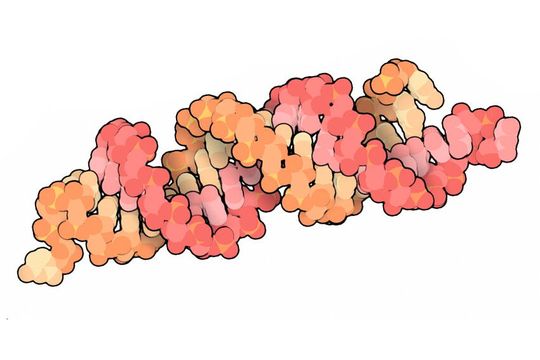 Artist's impression of a “small interfering RNA”, the molecule that transmits the RNA interference over a greater distance. Artist's impression of a “small interfering RNA”, the molecule that transmits the RNA interference over a greater distance.