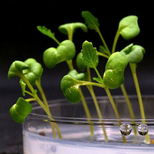 Plants are growing in complete darkness in an acetate medium that replaces biological photosynthesis. Plants are growing in complete darkness in an acetate medium that replaces biological photosynthesis.
