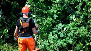Dem Wildwuchs zu Leibe rücken – nicht nur für das Grünordnungsamt urbaner Regionen ein Thema; auch die IT sollte sich damit beschäftigen! (Bild: © Otmar Smit - Fotolia)