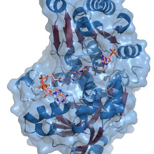 Die Substrate binden in einer Spalte in dem Protein. 