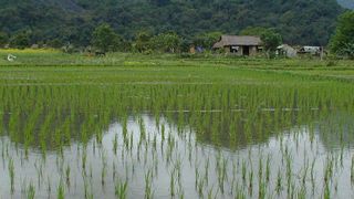 Reisfeld in Vietnam – Arsen wird in Reiskörnern gespeichert.  (Bild: Picasa/Gabriel Rüeck)