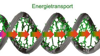 Bis zu 30 DNA-Bausteine entfernt von der Stelle des Lichteintrags lassen sich Schäden an der DNA nachweisen. (Bild: Hans-Achim Wagenknecht, KIT)