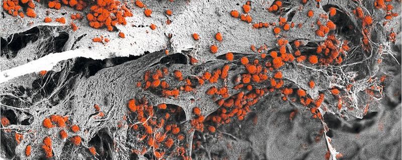 Rasterelektronenmikroskopische Aufnahme des künstlich hergestellten 3D-Knochenmarkgewebes, das mit menschlichen Blutzellen (rot) besiedelt ist. (Bild:  Andrés García García, Universität Basel, Departement Biomedizin)