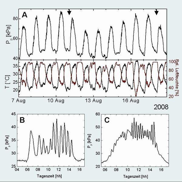 Abb. 5: (A) Ausschnitt aus einer viermonatigen Pp-Messung an Weinreben in Israel. Die dazugehörigen Profile der Temperatur (schwarze Linie) und relativen Luftfeuchtigkeit (rote Linie) sind jeweils im unteren Teil der Grafik dargestellt. Bewässerungsereignisse sind jeweils mit einem nach unten gerichteten Pfeil markiert.  (Bild: Rüger/Zimmermann, Uni Würzburg)
