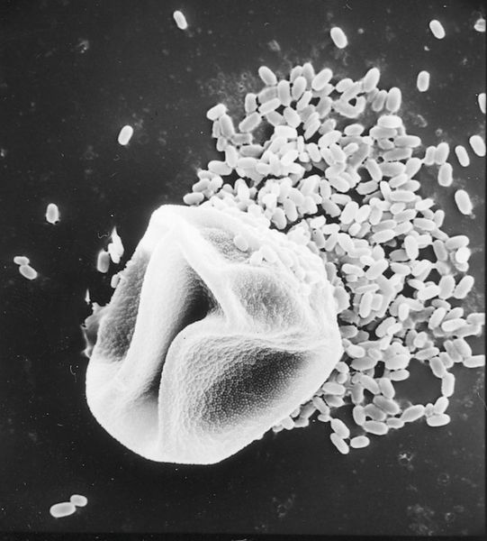 Ozon kann zu mehr Allergenen in Gräserpollen führen.  (Bild: Monika Grote)