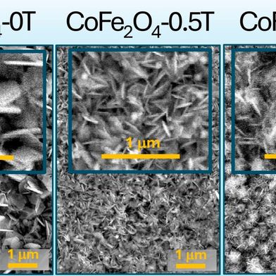 These are scanning electron microscope images of thin films of cobalt-iron oxide. The layers are used to synthesize ammonia. The special feature is that two magnetic fields were previously exposed (0.5 and one Tesla), which significantly increases the roughness and therefore the efficiency ... (Image:S. Mathur / University of Cologne)