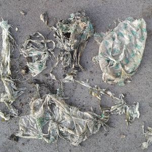 (Witzenhausen-Institut)