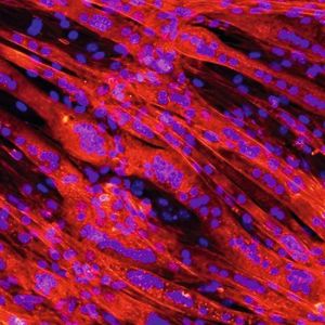 (Lukas Weidenbacher)