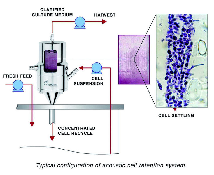 Schematische Darstellung der Zellseparation durch einen akustischen Settler  (Bild: IUL)