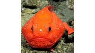 A Chaunax documented on the southwestern flank of Rapa NuiA Chaunax (genus of bony fish in the sea toad family) documented during Dive 664, a transect is located on the southwestern flank of Rapa Nui. The dive began at ~600 m depth and traveled upslope to ~200-300 m. The island is located near the western extent of the Salas y Gómez Ridge of underwater mountains.

 (Source: ROV SuBastian / Schmidt Ocean Institute)