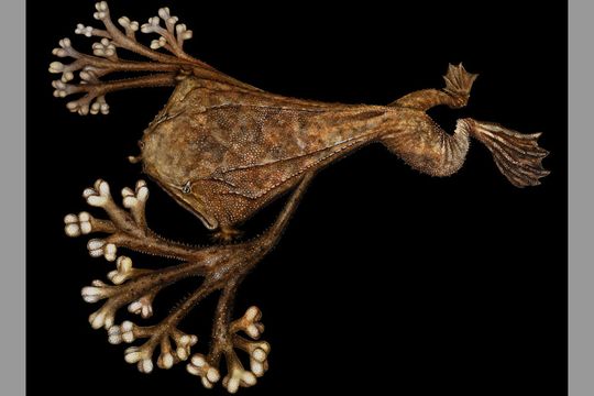 An illustration of a Surinam toad with its toes if they were proportioned according to the amount of space they take up in the frog’s tiny brain.(Source:  Rebeca Fuquen)