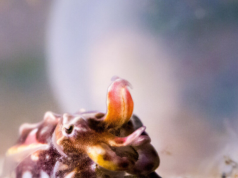 Metasepia tullbergi macht seinem englischen Namen alle Ehre: „Paintpot Cuttlefish“ oder Farbtopf-Tintenfisch. (Bild: Stephan Junek)