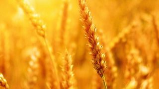 Ein Forscher-Team analysierte 200 unterschiedliche Weizensorten. (gemeinfrei)