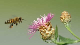 Honigbiene fliegt Blume an. (Bild: Bayer Animal Health GmbH)