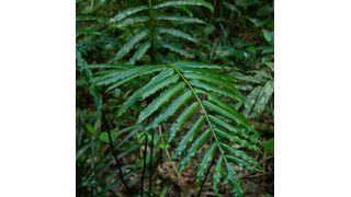 Danaea ubatubensis, one of the recently described fern species, is known only from a small area of coastal rainforest in Brazil. A large proportion of the species in the area are endemic.  (Source: Hanna Tuomisto)