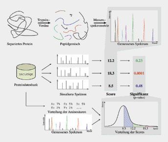 Ablauf und Auswertung eines Protein Mass Fingerprint Experiments. Die Signifikanz  von Scores zu berechnen, erlaubt es, die Qualität einer Proteinidentifikation zu beurteilen. (Archiv: Vogel Business Media)