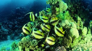 Die Metagenomforschung untersucht komplexe Gemeinschaften von Organismen wie sie sich z.B. in einer Meeresschicht finden. Next Generation Sequencing bietet völlig neue Möglichkeiten für umfassende Analysen.  (Bild: Roche)