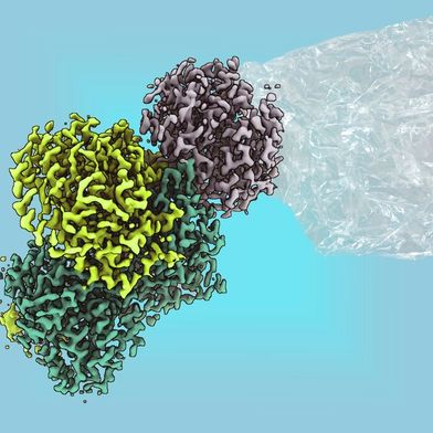 Mithilfe eines bakteriellen Enzyms könnte man Monomere für Kunststoffe in Zukunft nachhaltig erzeugen, haben Forscher am Max-Planck-Institut für terrestrische Mikrobiologie jetzt herausgefunden. Das war zwar gar nicht so einfach, liefert aber noch andere Erkenntnisse ... (Bild: Max-Planck-Institut / Dr. V. Geisel)