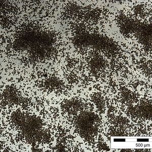 Nach vier Stunden im Rüttler sind aus vorzerkleinerten Federn sehr feine Partikel entstanden, die jedoch noch zu größeren Aggregaten vereinigt sind. (Bild:  Fraunhofer IAP)