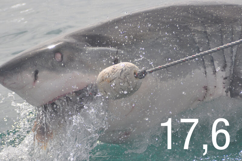 kN/cm² (~ 1,8 t) ist die Beißkraft des weißen Hais. Er gilt damit heute als das noch lebende Tier mit der höchsten Beißkraft. Sein ausgestorbener Verwandter, der Megalodon, konnte mit 176 kN (~ 18 t) zubeißen. Typische hydraulische Pressen erreichen Drücke von bis zu 2500 t. (Bild: Pixabay unter CC0 Public Domain)