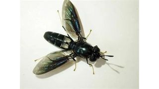 So sieht die schwarze Soldatenfliege (Black Soldier Fly = BSF) aus. Der erste Eindruck lässt auf einen üblichen Zweiflügler schließen. Doch der Schein trügt, denn ihre Larven sind wahre Proteinreaktoren, deren Fleiß man jetzt nahrungsmitteltechnisch ausnutzen will ... (Bild: Fly Friends)