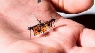 RoboFly: das Roboter-Insekt ist nur etwas schwerer als ein Zahnstocher. (Mark Stone/University of Washington)