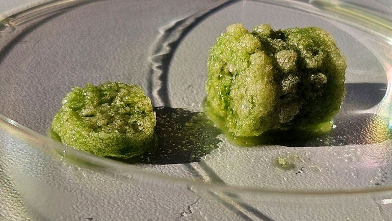 "Living" building material. Green is created by the chlorophyll of the living bacteria.(Image: Fraunhofer IKTS)