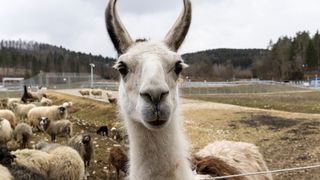 Zum Schutz vor den vielen Füchsen und Greifvögeln, die auf dem ehemaligen Truppenübungsplatz wieder heimisch sind, gehörenr sechs Lamas zur Herde. (Mercedes-Benz)