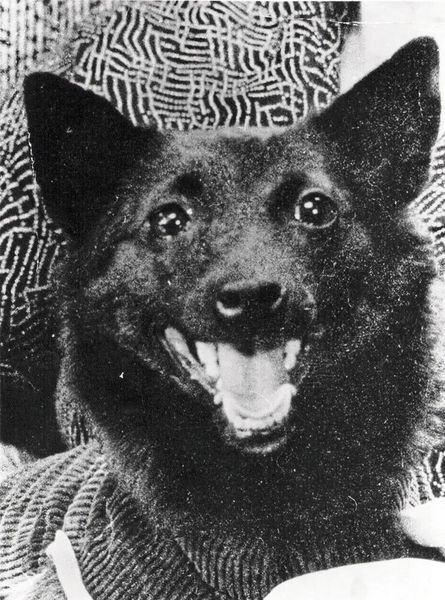 Tchernouchka la chienne qui emporta malgré elle la première montre dans l'espace lors de la mission Korabl-Sputnik 4. (Source : Roscosmos)