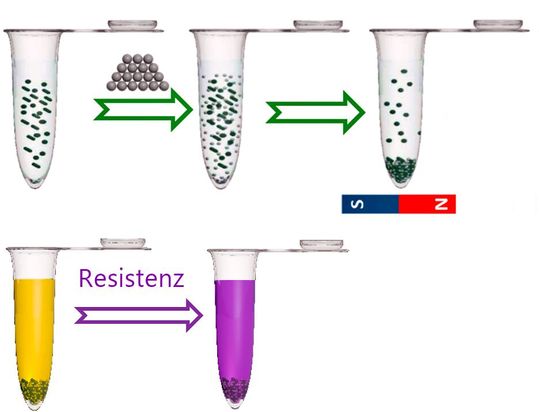 Die magnetischen Nanopartikel binden an die Bakterien in der Urinprobe und können über ein Magnetfeld isoliert werden (oben). Sind resistente Pseudomonas-Erreger in der Probe, lassen sich dies über eine Chemilumineszenz-Reaktion sichtbar machen. (Bild:  Empa)