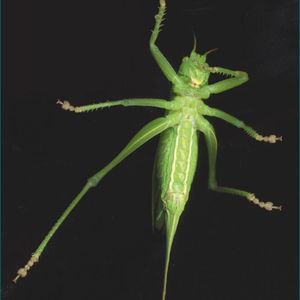 Der besondere Aufbau der Füße von Heuschrecken brachte die Kieler Wissenschaftler auf ihre Idee für ein künstliches Reibungssystem, das auf verschiedenen Oberflächen funktioniert.